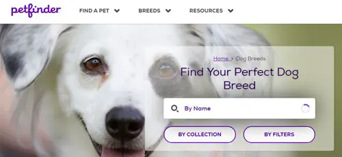 Лучшие сайты для усыновления собаки онлайн